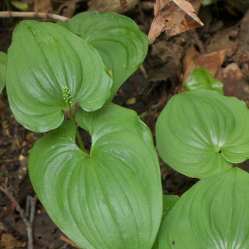 Maianthemum bifolium - Schattenblume (Foliage)