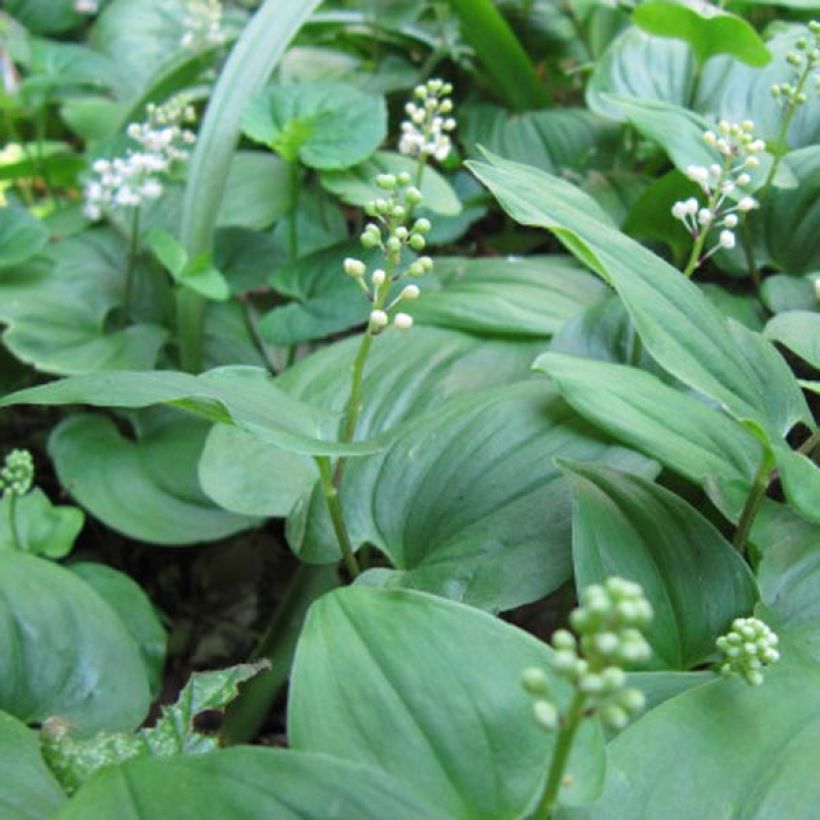 Maianthemum bifolium - Schattenblume (Flowering)