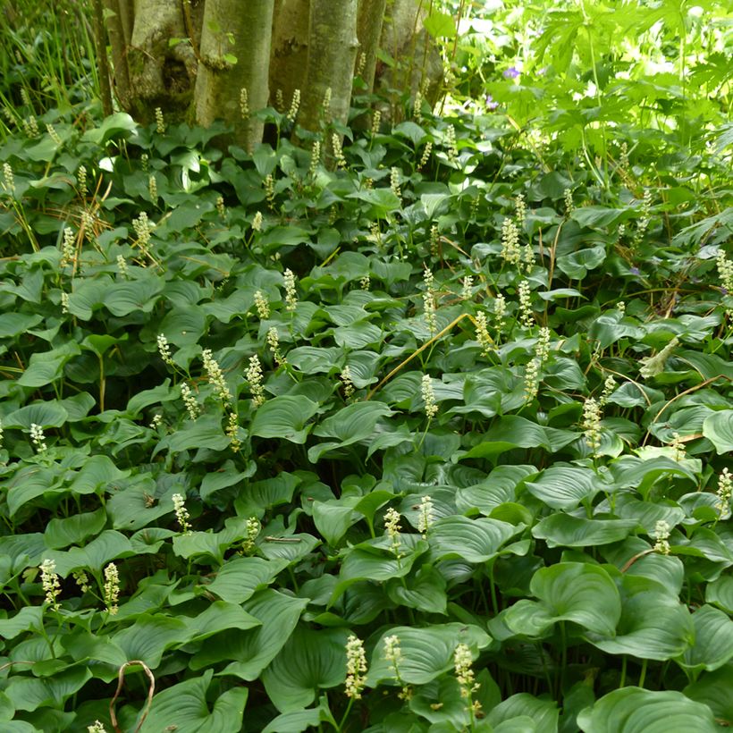 Maianthemum bifolium - Schattenblume (Plant habit)