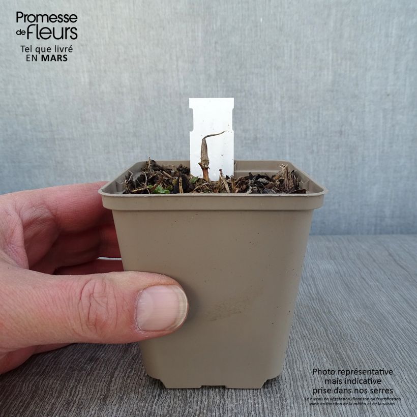 Exemplar von Maianthemum kamtschaticum - Schattenblume Kleine Töpfe von 8/9 cm wie im Winter geliefert