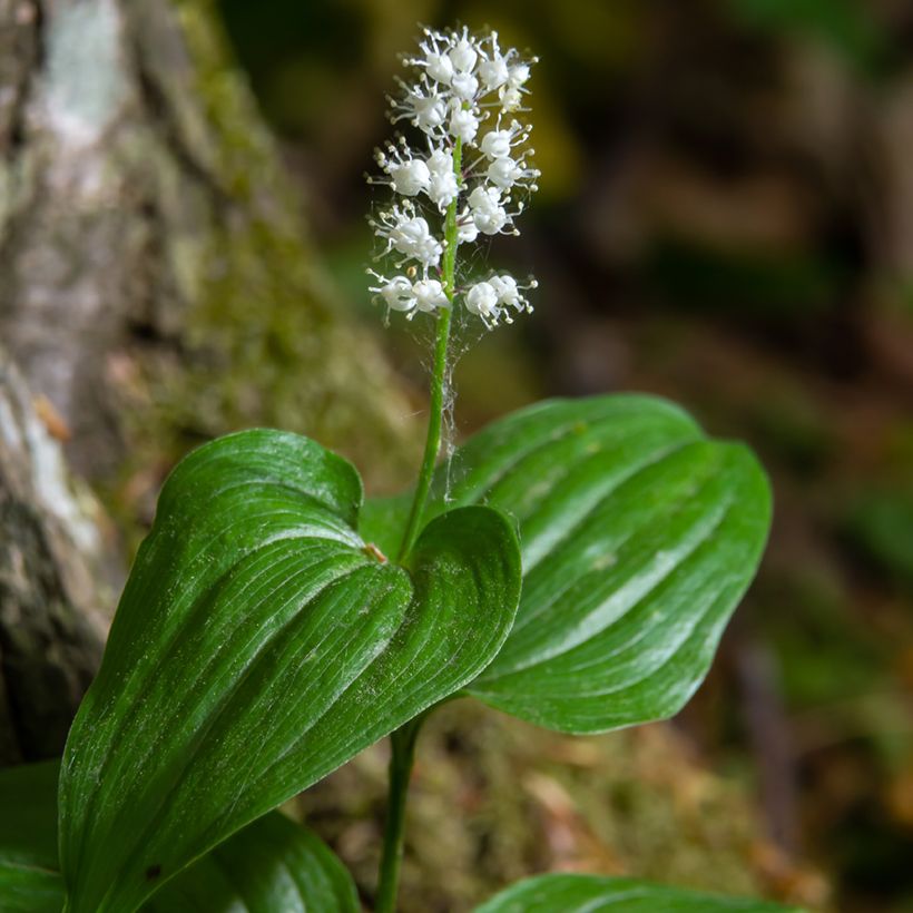 Maianthemum kamtschaticum - Schattenblume (Flowering)