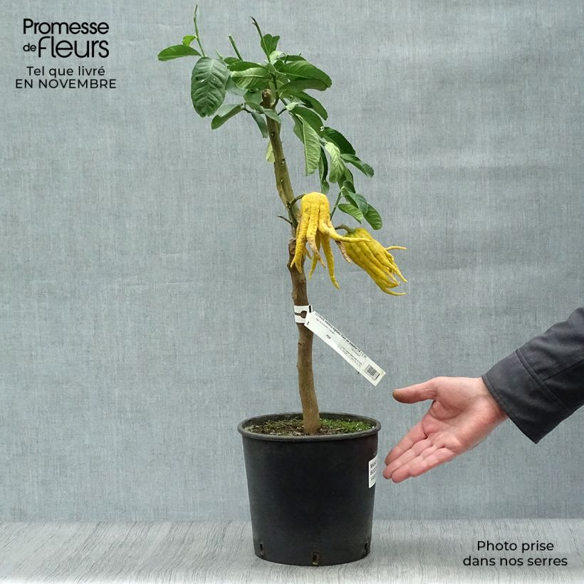 Example of Buddhas Hand - Citrus medica var. sarcodactylis Topf mit 4L/5L, 1/4 Stängel as you get in automne