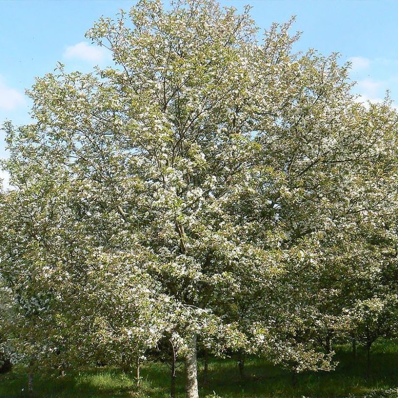 Zierapfel Comtesse De Paris - Malus (Plant habit)