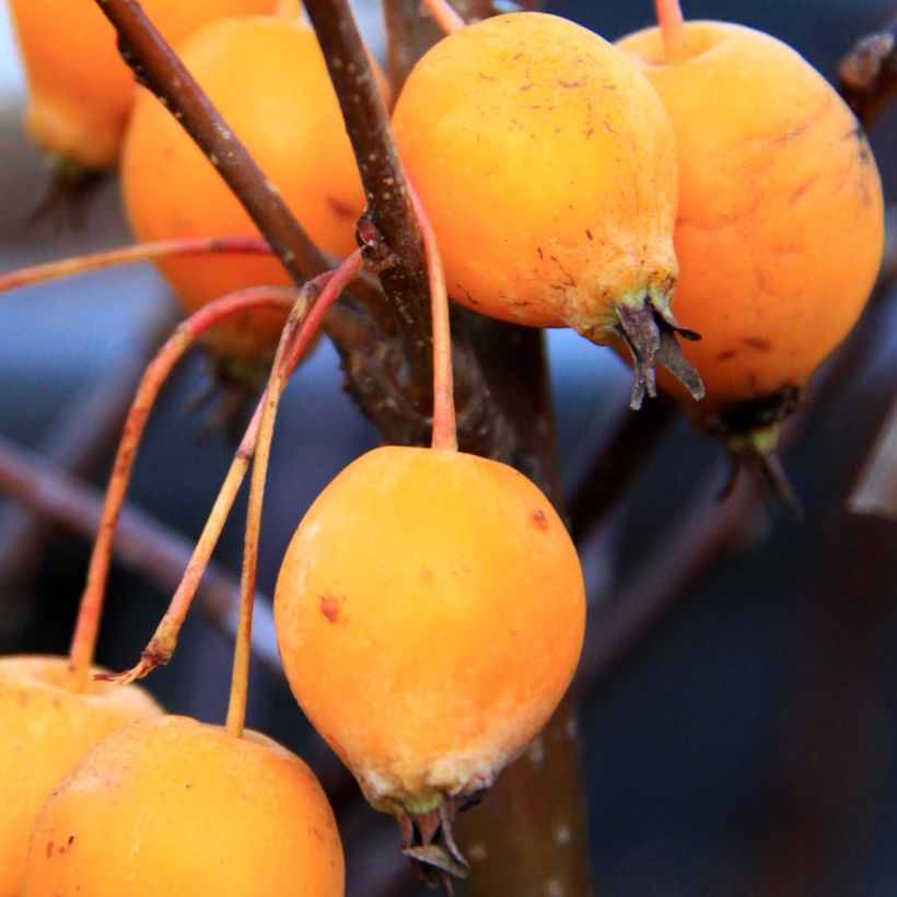 Zierapfel Comtesse De Paris - Malus (Harvest)