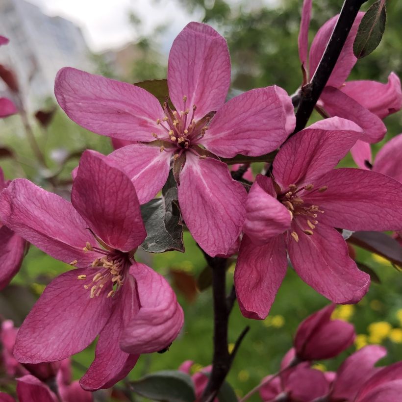 Zierapfel Diable Rouge - Malus (Flowering)