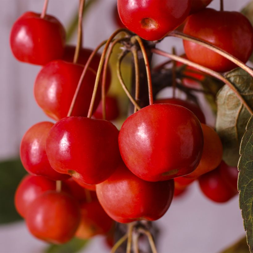 Zierapfel Diable Rouge - Malus (Harvest)