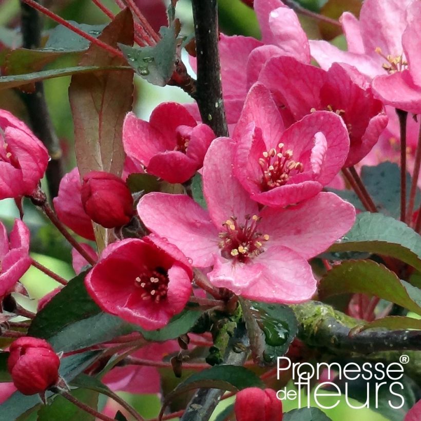 Zierapfel Liset - Malus (Flowering)