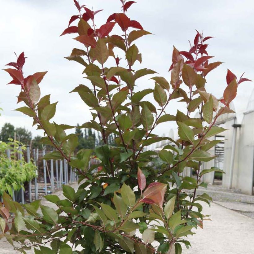 Zierapfel Prairiefire - Malus (Foliage)