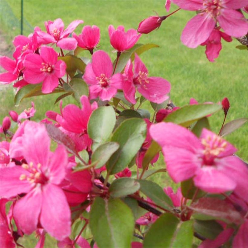 Zierapfel Prairiefire - Malus (Flowering)