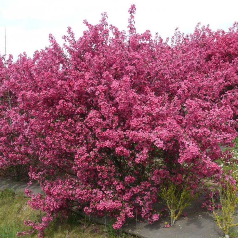 Zierapfel Prairiefire - Malus (Plant habit)