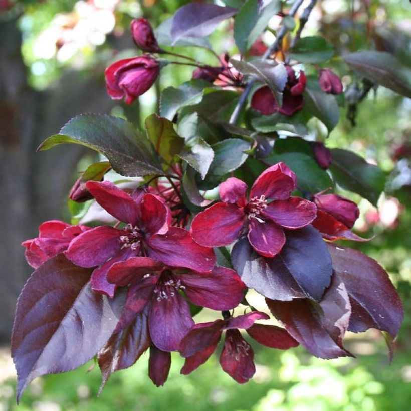 Zierapfel Royalty - Malus (Foliage)