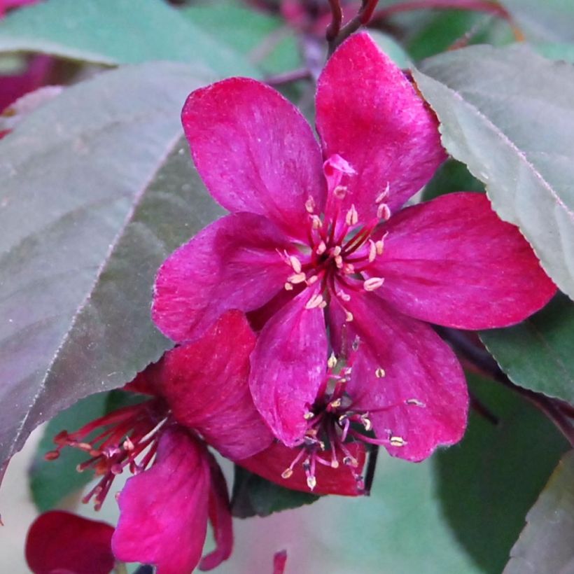 Zierapfel Royalty - Malus (Flowering)