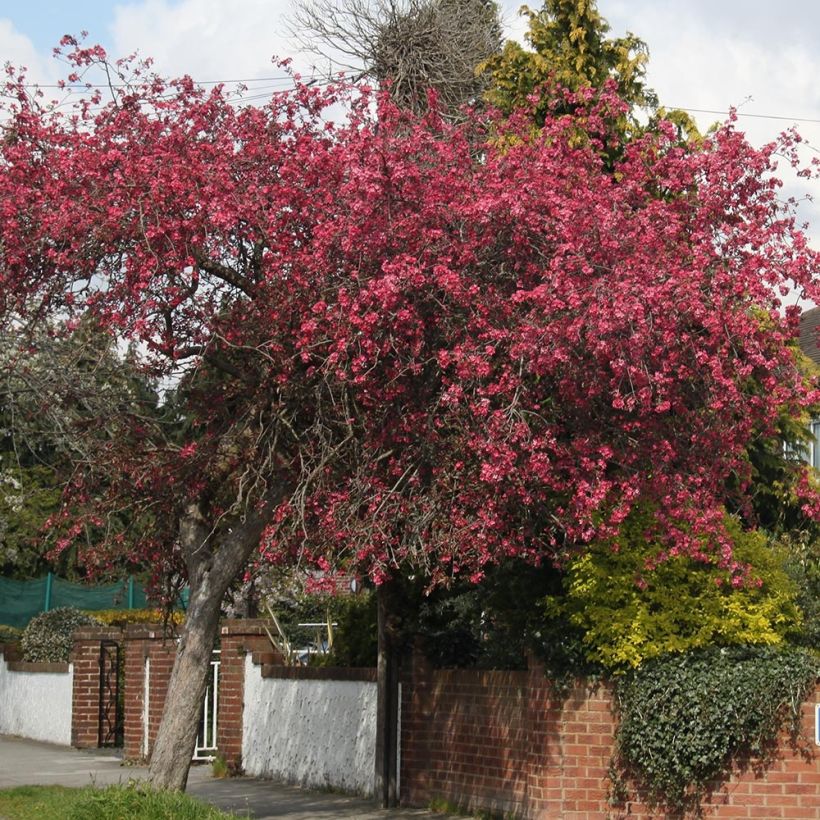 Zierapfel Royalty - Malus (Plant habit)