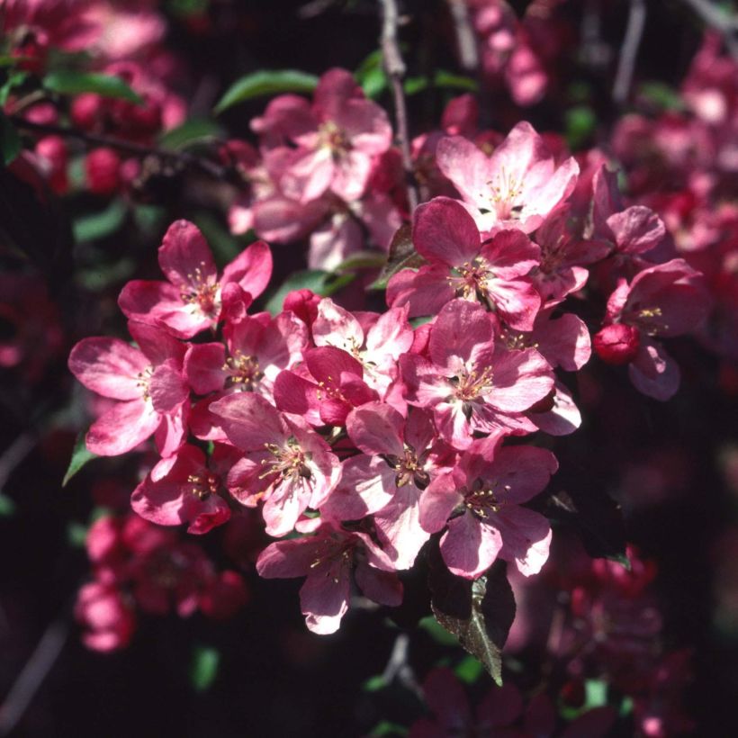 Zierapfel Rudolph - Malus (Flowering)