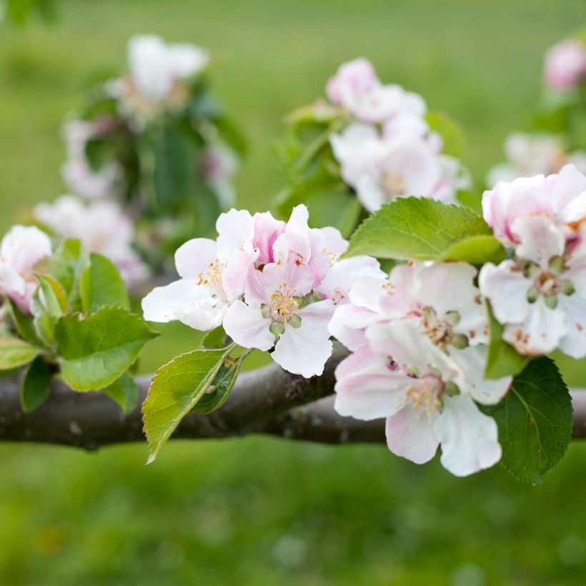 Apfelbaum Bramley's Seedling - Malus domestica (Flowering)