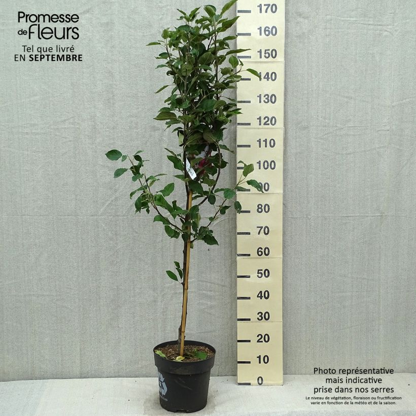 Example of Apfelbaum Ingrid Marie - Malus domestica Topf mit 7,5L/10L as you get in automne