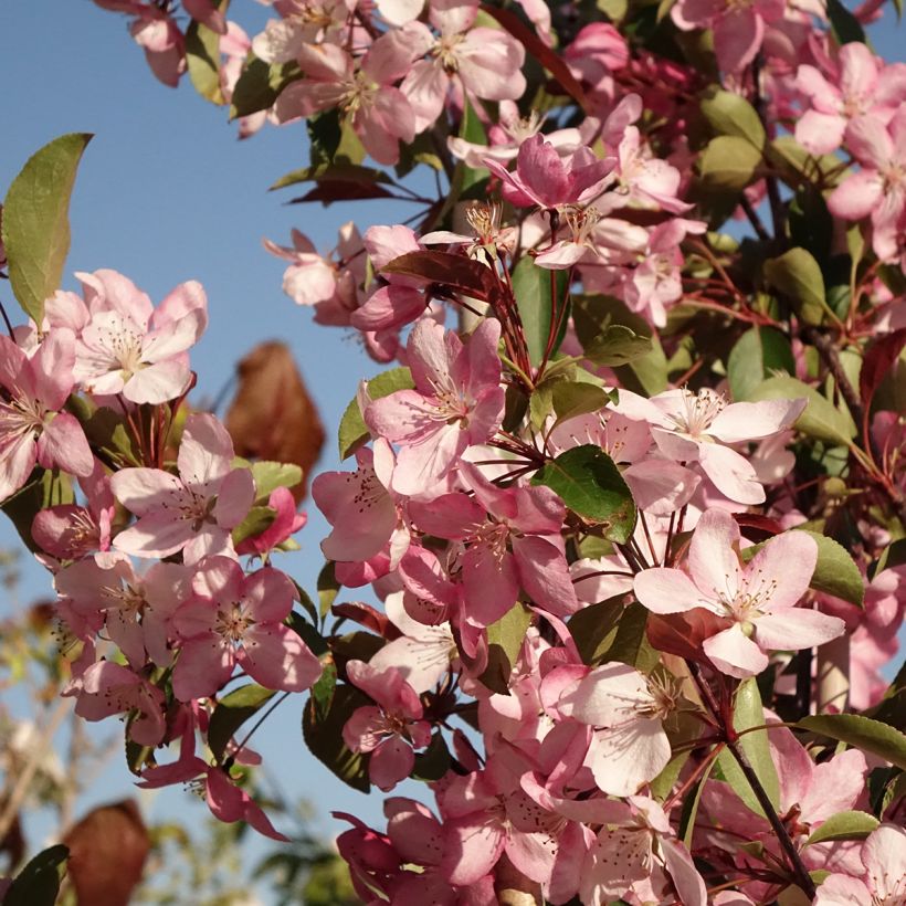Malus (x) purpurea Ola - Pommier d'ornement, Pommier à fleurs, Pommetier (Blüte)