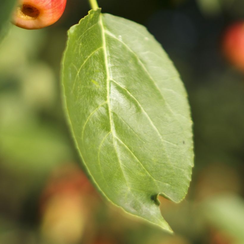Zierapfel Red Jewel - Malus (Foliage)