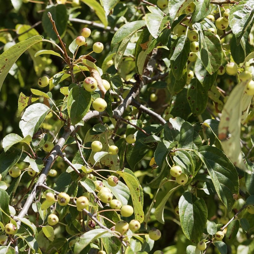 Zierapfel Yellow Siberian - Malus robusta (Foliage)