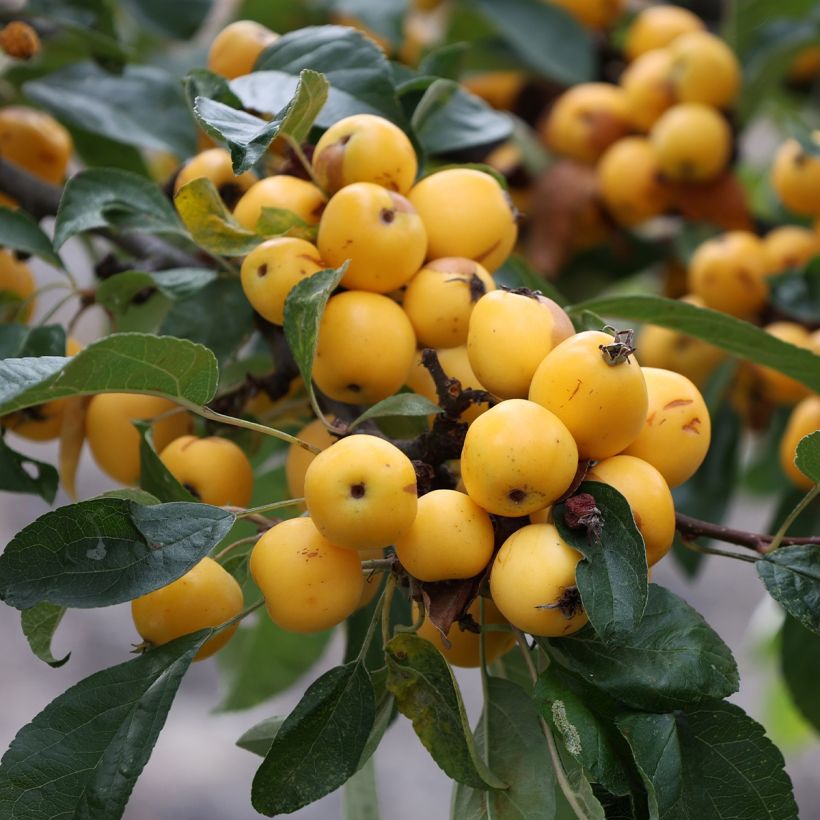 Zierapfel Yellow Siberian - Malus robusta (Harvest)