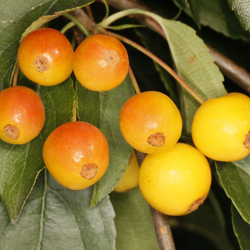 Zierapfel Pendula - Malus sachalinensis (Harvest)