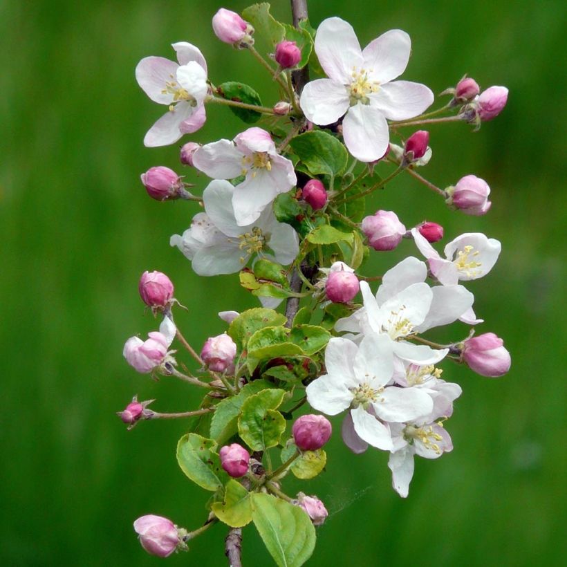 Holzapfel - Malus sylvestris (Flowering)