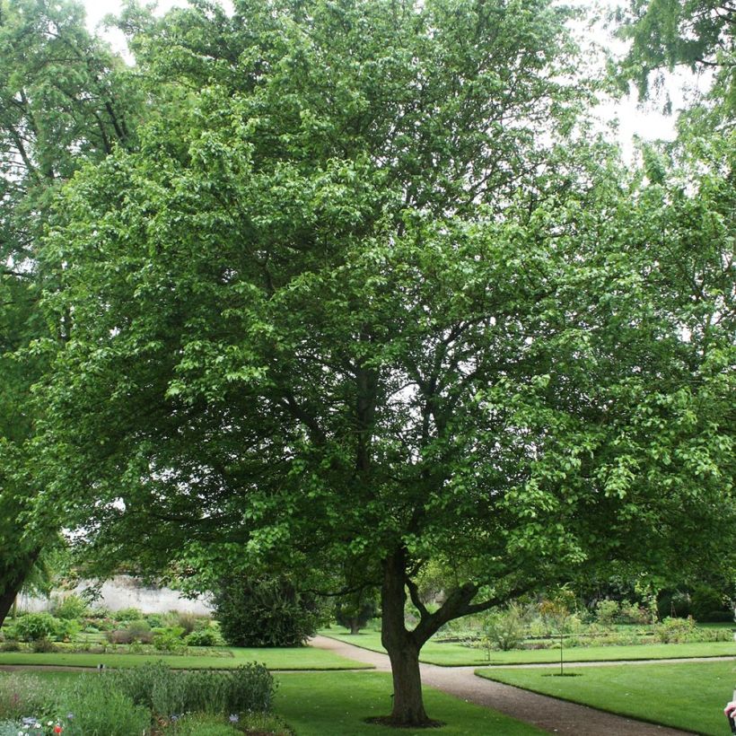 Holzapfel - Malus sylvestris (Plant habit)