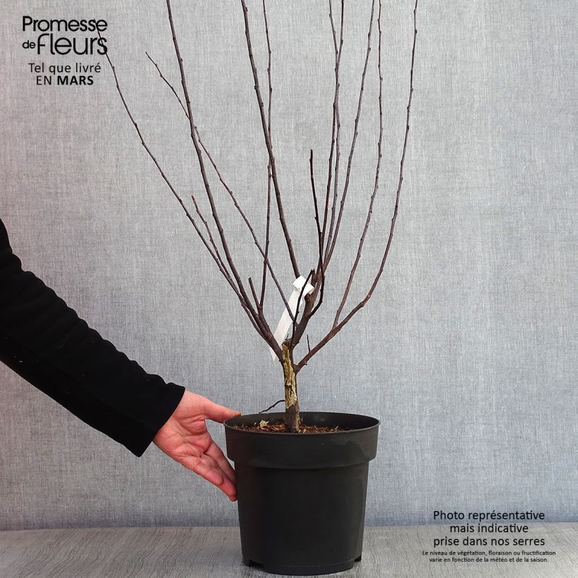 Example of Zierapfel Freja - Malus toringo Topf mit 7,5L/10L as you get in hiver