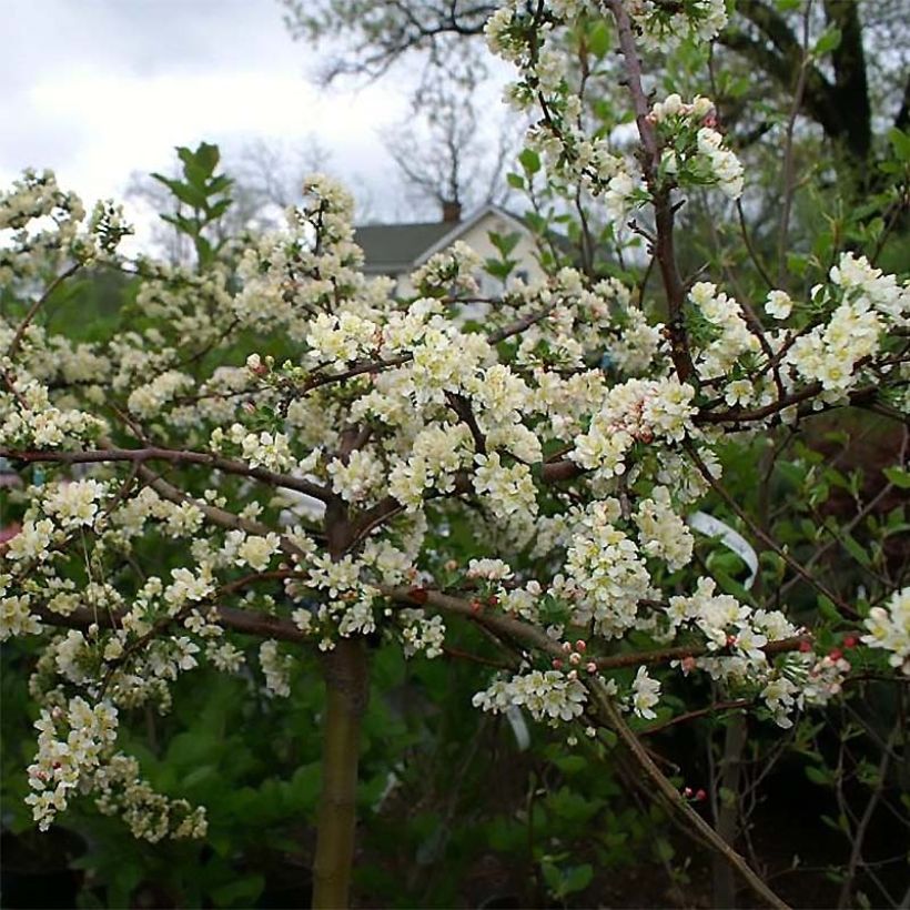 Zierapfel Tina - Malus toringo var. sargentii (Flowering)