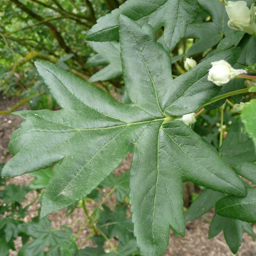 Dreilappiger Apfel - Malus trilobata (Foliage)
