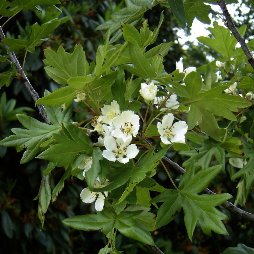 Dreilappiger Apfel - Malus trilobata (Flowering)