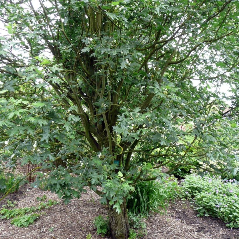 Dreilappiger Apfel - Malus trilobata (Plant habit)