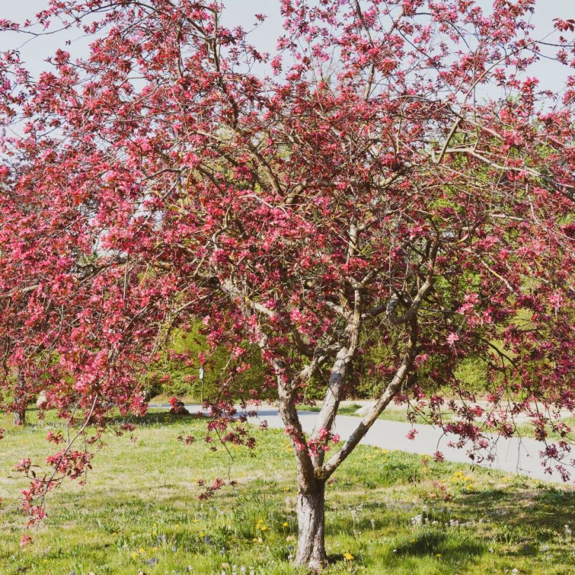 Zierapfel Coccinella Courtarou - Malus (Hafen)