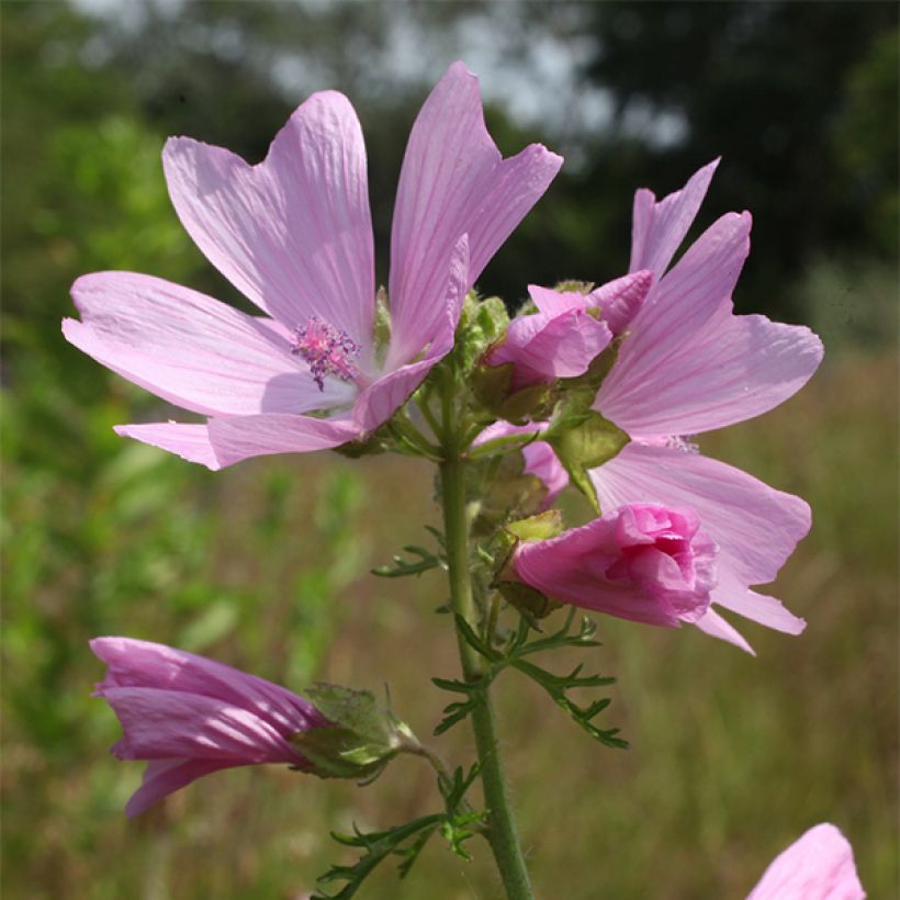 Moschus-Malve rosea - Malva moschata (Flowering)