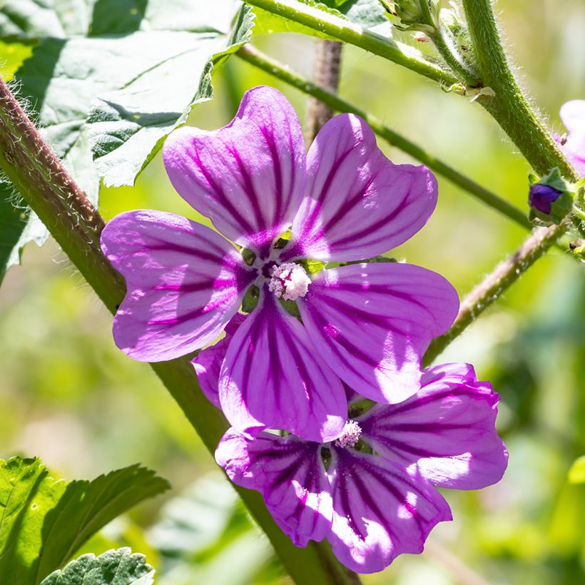 Wilde Malve Zebrina Blue - Malva sylvestris (Flowering)