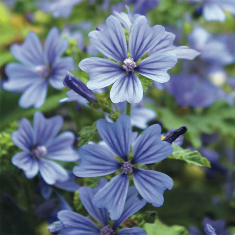 Wilde Malve Primley Blue - Malva sylvestris (Flowering)