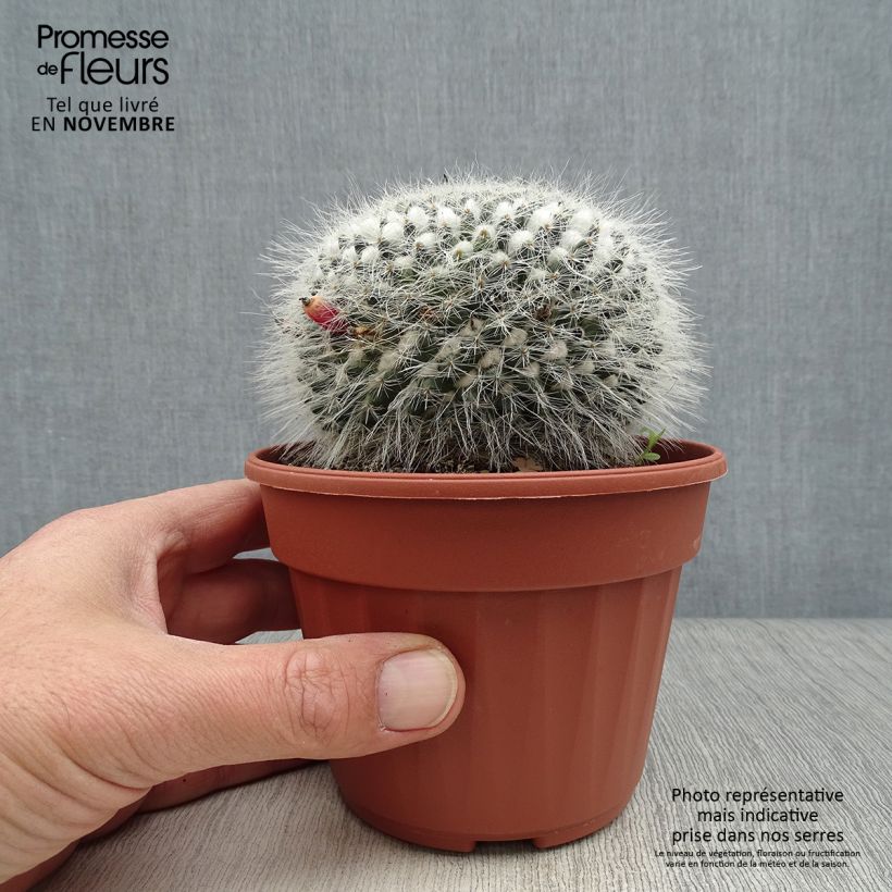 Example of Mammillaria perbella - Warzenkaktus Topf 12 cm / 13 cm as you get in automne