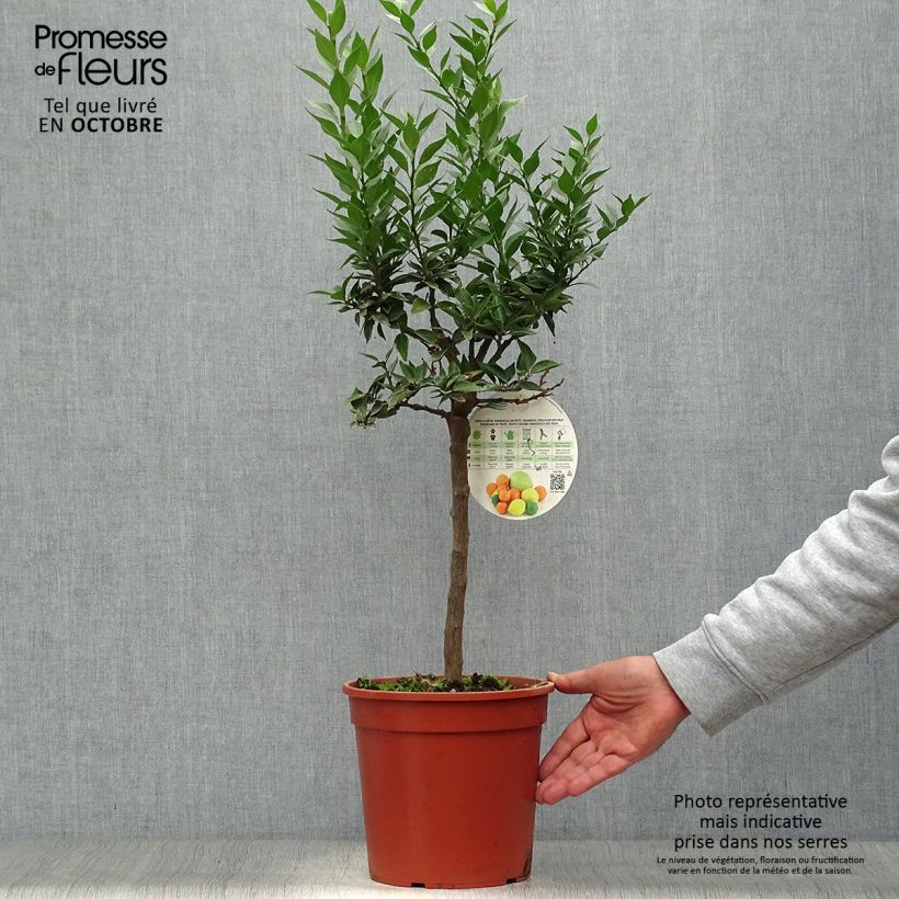 Example of Chinotto - Citrus aurantium var. myrtifolia Topf mit 4L/5L, 1/4 Stängel as you get in automne
