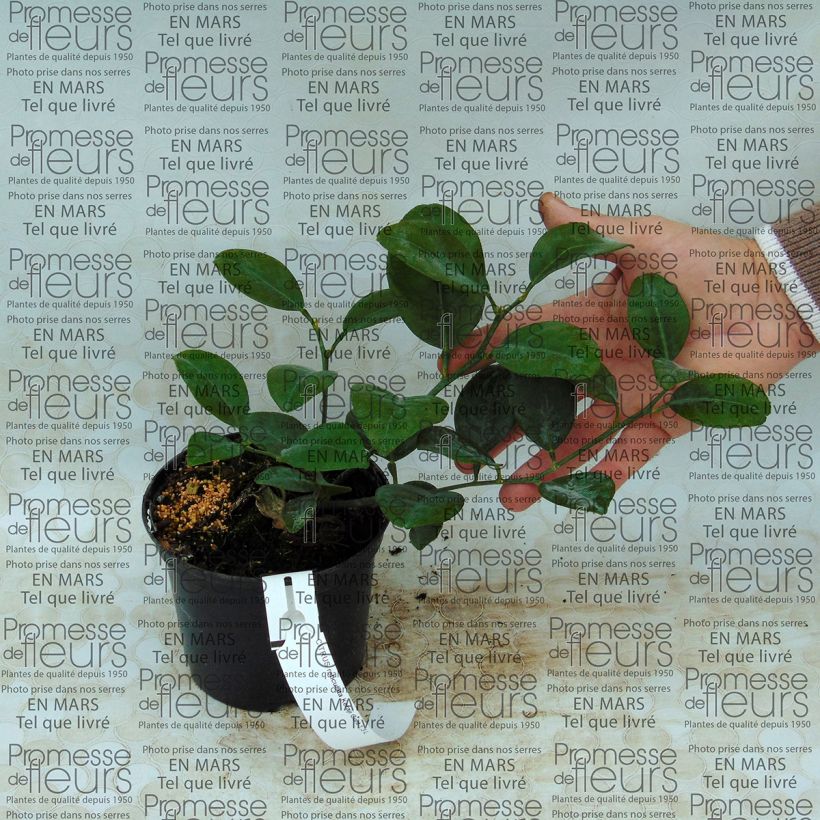 Example of Mandarine Keraji - Citrus reticulata Topf mit 1L/1,5L, Strauch as you get