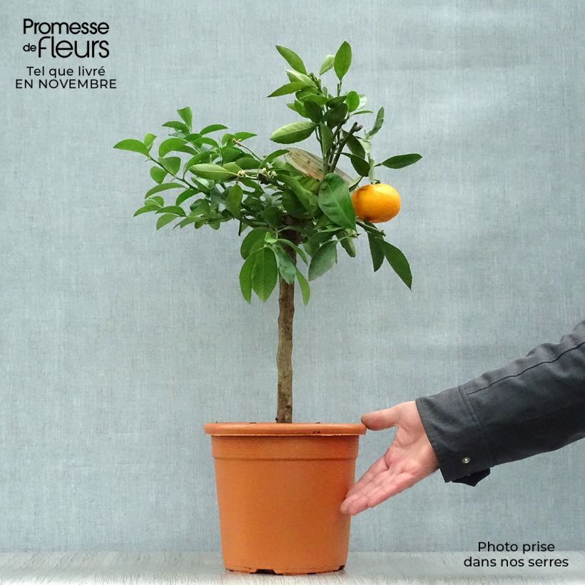 Example of Mandarine - Citrus reticulata subsp. unshiu Topf mit 4L/5L, 1/4 Stängel as you get in automne