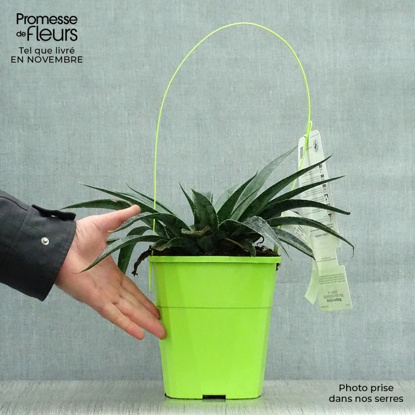 Example of Mangave Mangavé Inkblot Topf mit 3L/4L as you get in automne
