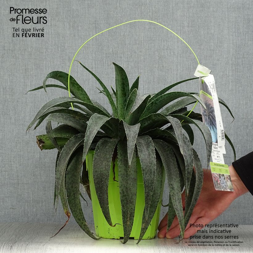 Exemplar von Mangave Mangavé Inkblot Topf mit 3L/4L wie im Winter geliefert