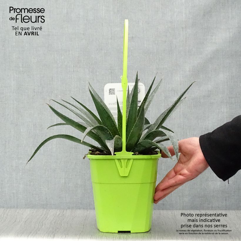 Exemplar von Mangave Mangavé Inkblot Topf mit 3L/4L wie im Frühjahr geliefert