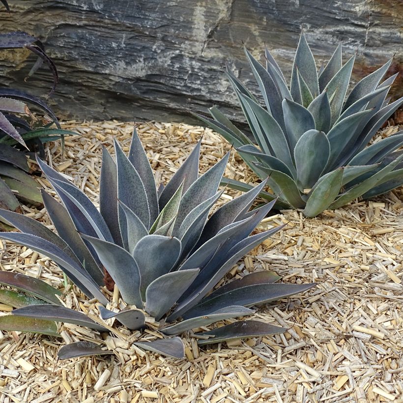 Mangave Mangavé Lavender Lady (Hafen)