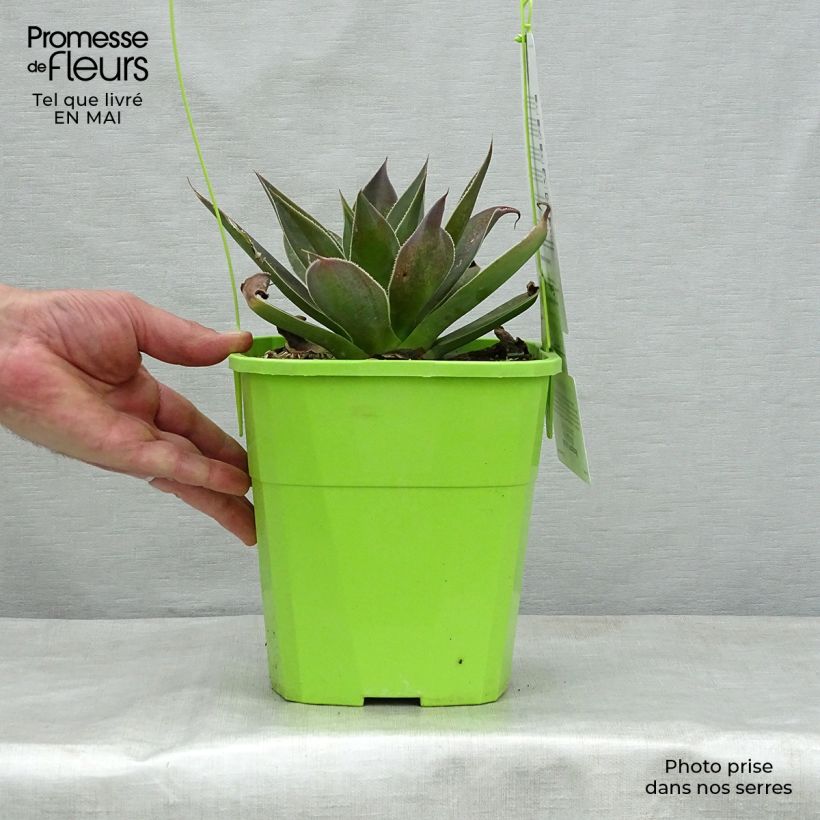 Exemplar von Mangave Mangavé Lavender Lady Topf mit 3L/4L wie im Frühjahr geliefert