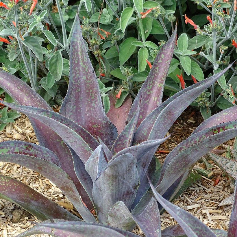 Mangave Mangavé Mission to Mars (Hafen)