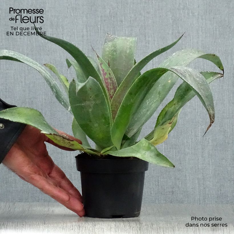 Exemplar von Mangave Mangavé Mission to Mars Topf mit 1L/1,5L wie im Winter geliefert