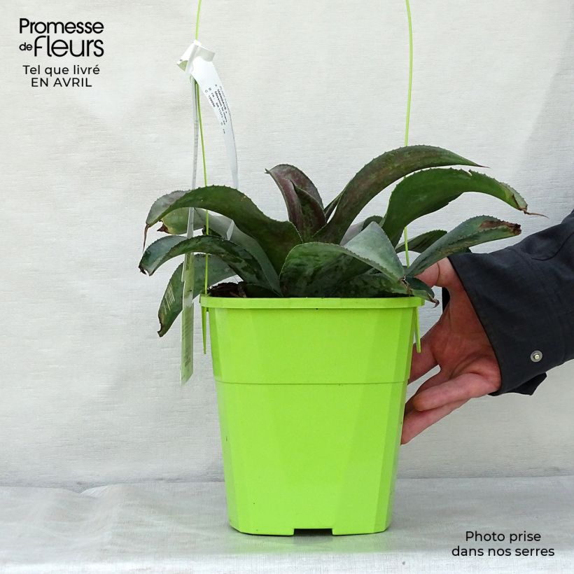 Exemplar von Mangave Mangavé Mission to Mars Topf mit 4L/5L wie im Frühjahr geliefert