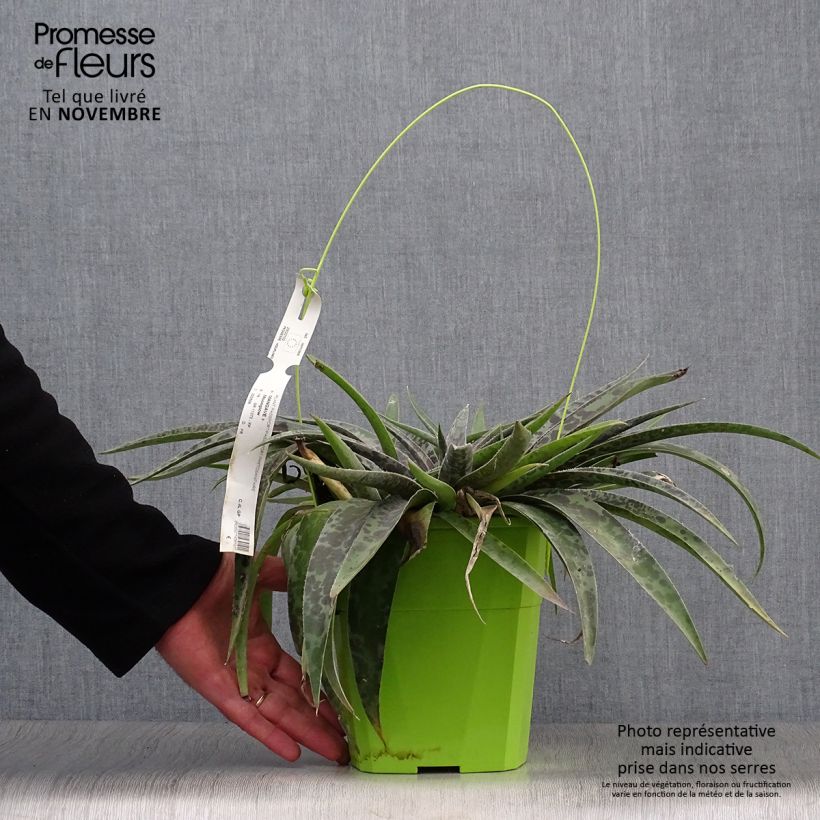 Example of Mangave Mangavé Moonglow Topf mit 3L/4L as you get in automne