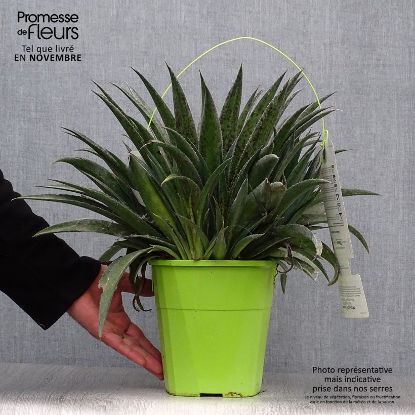 Example of Mangave Mangavé Pineapple Express Topf mit 4L/5L as you get in automne